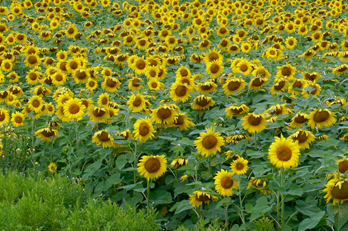 sunflowerfaces