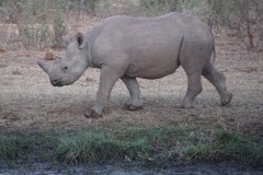 Black Rhino