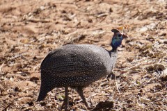 Helmeted Guinea Fowl