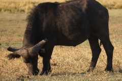 Cape Buffalo