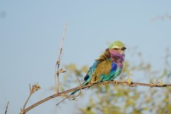 Lilac Breasted Roller