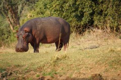 Hippopotamus