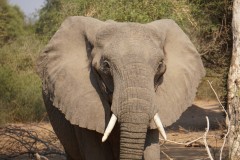 African Elephant