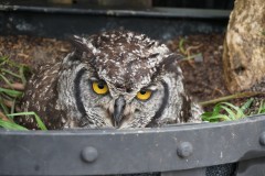 Eagle Owl