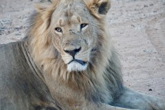 African Lion