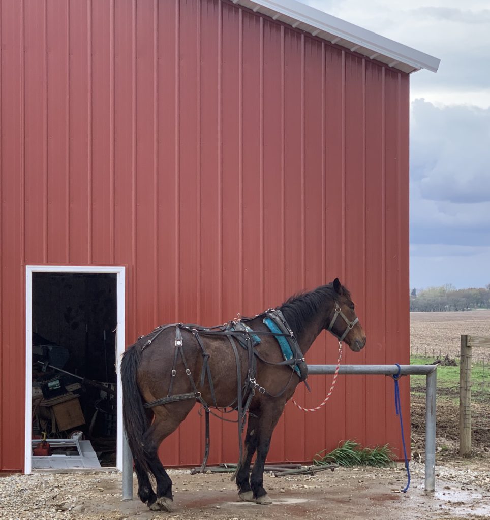 Amish Greenhouse Road Trip | The Curmudgeon Speaks